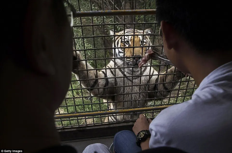 Tigre aprisionado atrás das grades