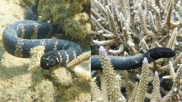 Mudança na aparência das cobras