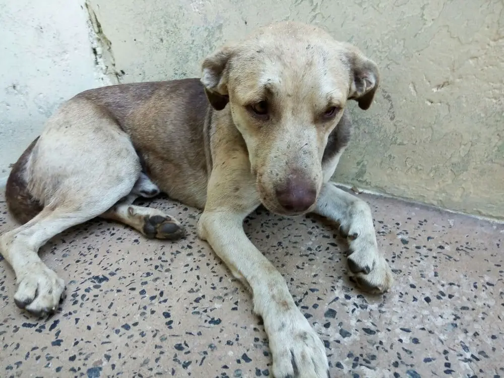 Cachorro foi atingido por tiros de arma