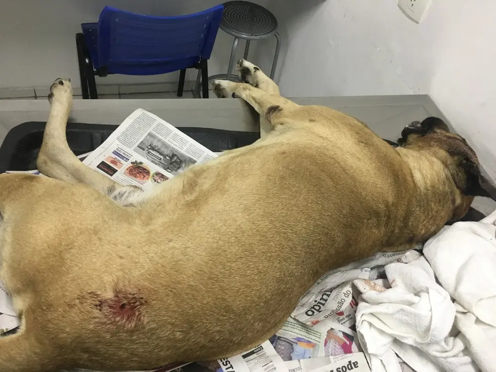 Cão assassinado por policiais em Mogi.