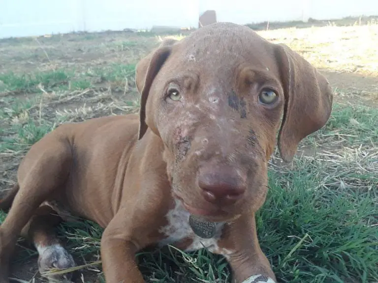 O cão ganhou uma nova chance