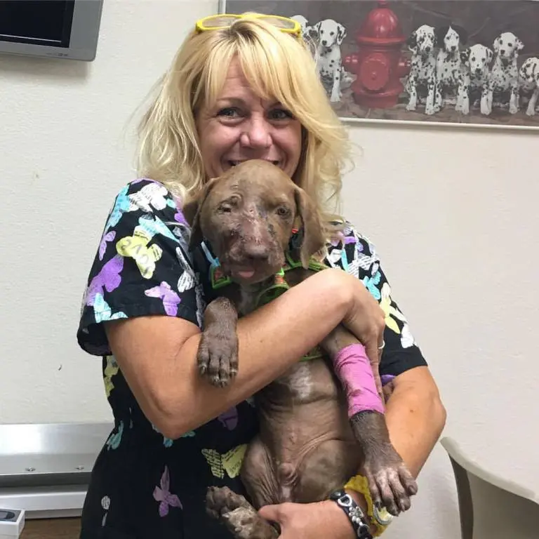 Cãozinho está se recuperando