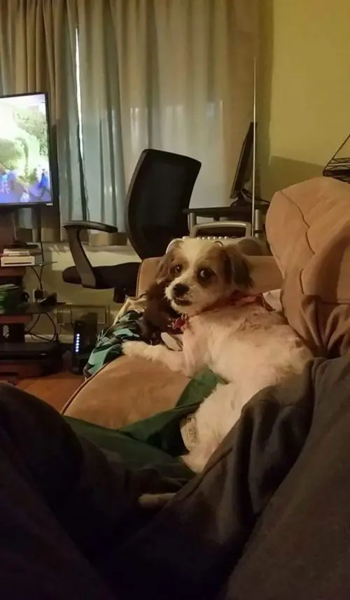 Cadela em seu novo lar