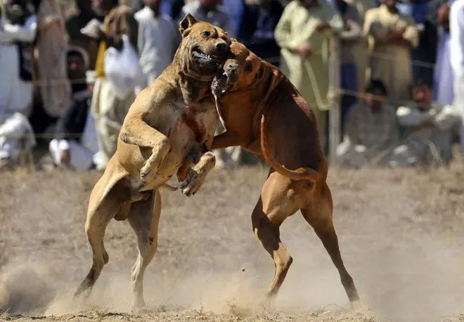 Cães explorados em lutas