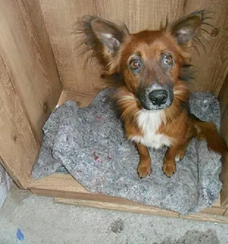 Cão cego está vagando no bairro