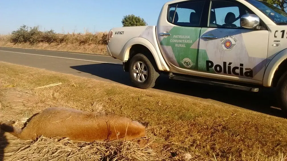 Onça parda foi encontrada morta às margens de rodovia