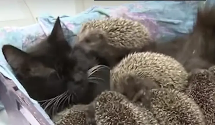 Gata cuida de ouriços