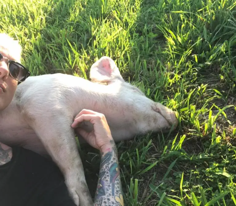 Porca recebe o carinho de cuidadora