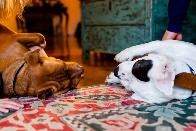 Cães deitados ao lado um do outro