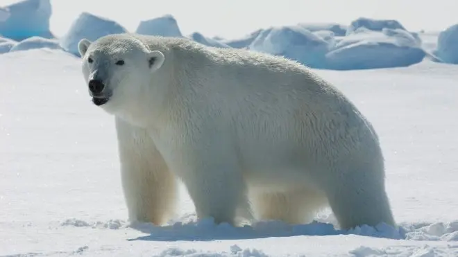 Urso polar