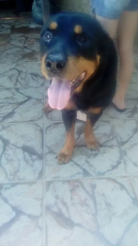 Cão busca família