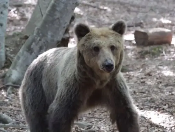 Urso desfruta da liberdade