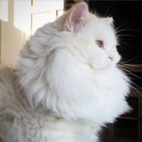 Gato tem transformação incrível