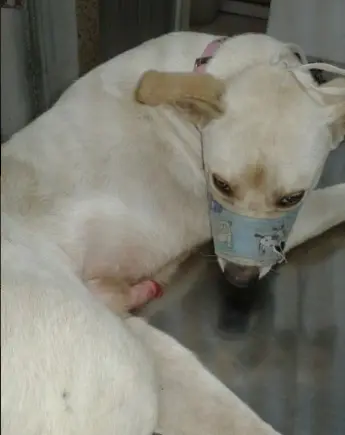 Cão precisa ir até veterinário
