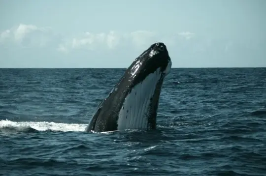 Baleia no oceano