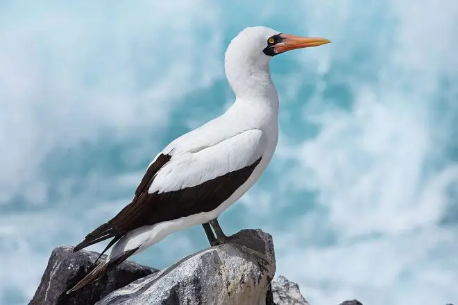 Aves devem sofrer queda populacional