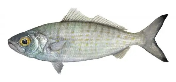 Peixe