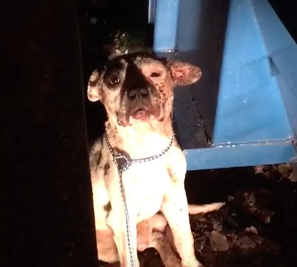 Cão foi encontrado com vários ferimentos