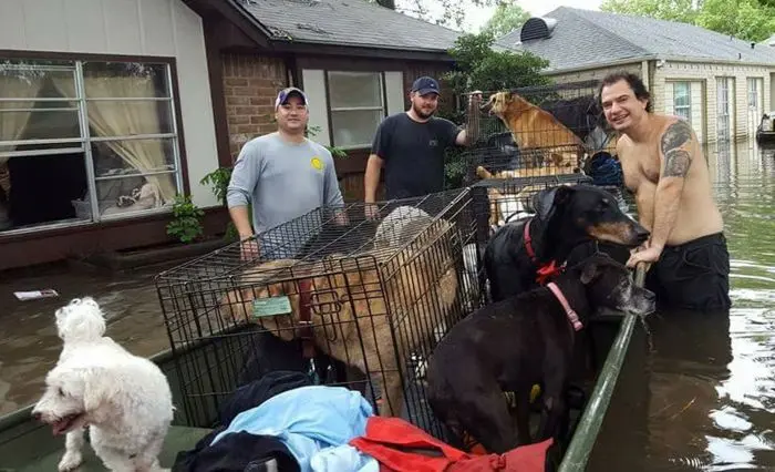 Grupo e barco com cães