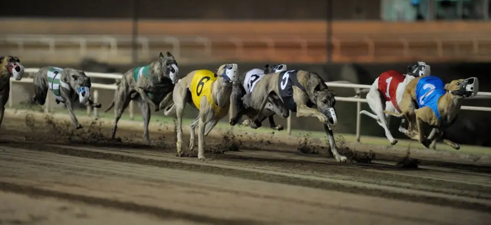 Galgos explorados em corridas