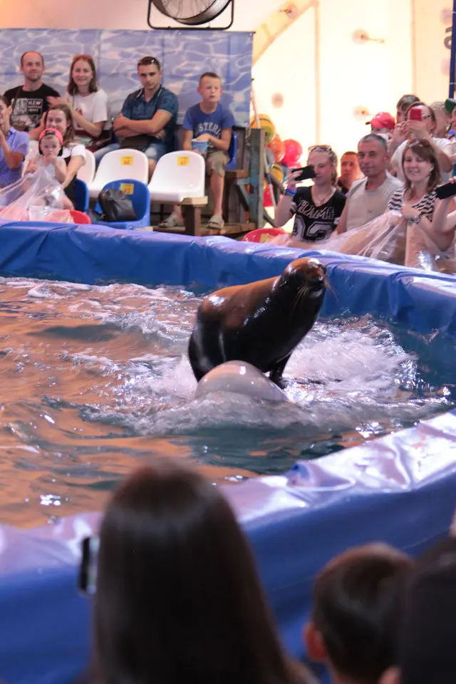 Foca é carregada por beluga diante do público