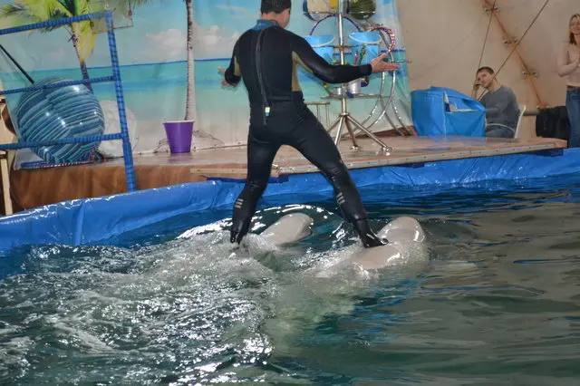 Belugas são forçadas a carregar treinador