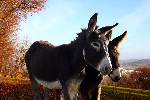 Burros na natureza