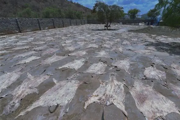 Burro em meio a peles que secam debaixo do sol no Quênia