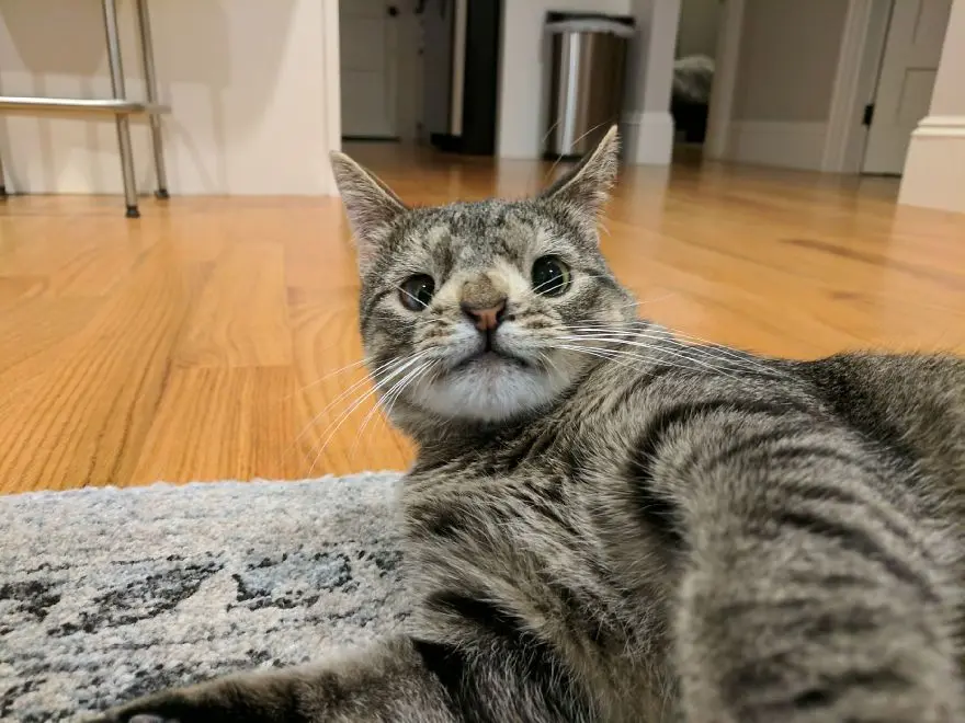 Gata deitada no chão