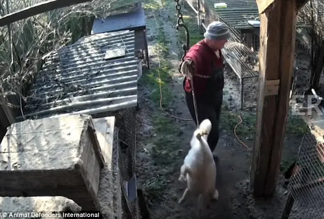 Filhote é pego pelo rabo