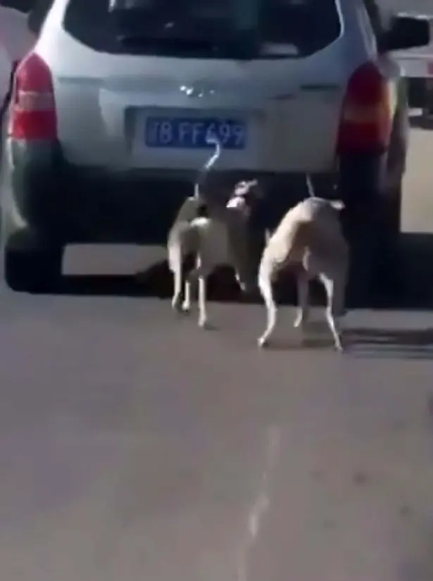 Cães arrastados pelo carro