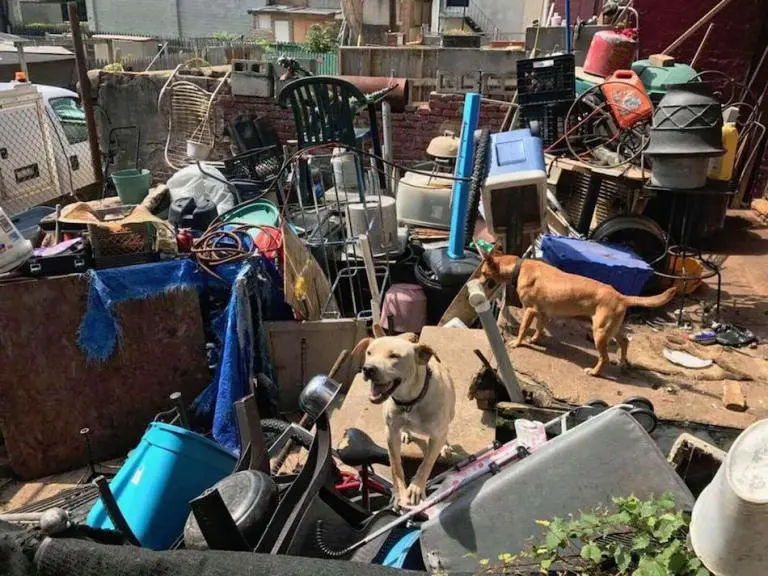 Cães no ferro-velho