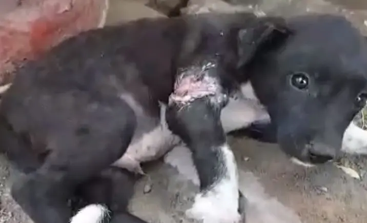 Cãozinho com fratura