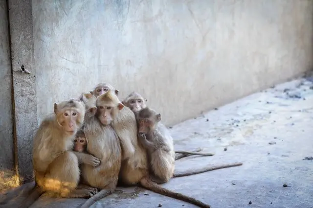 Macacos apavorados em fazenda