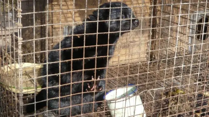 Vison dentro de jaula em fazenda de pele