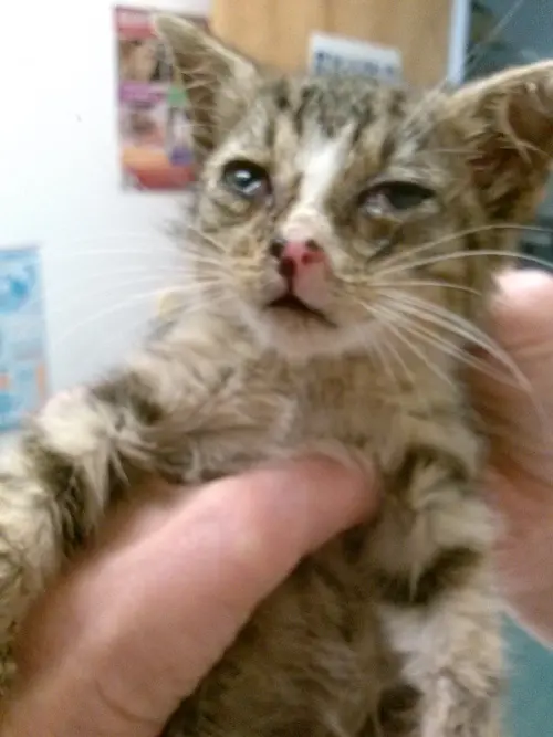 Gatinho fragilizado antes da recuperação