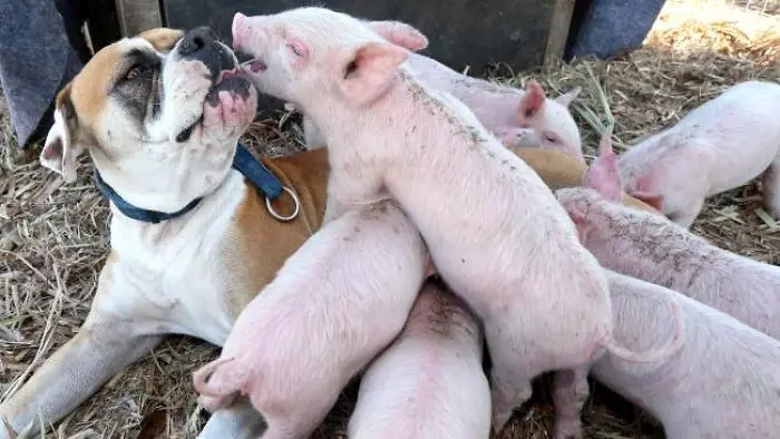 Cadela com os porquinhos