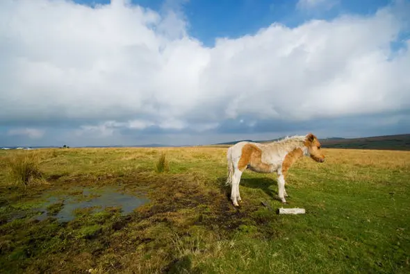 Pônei na natureza