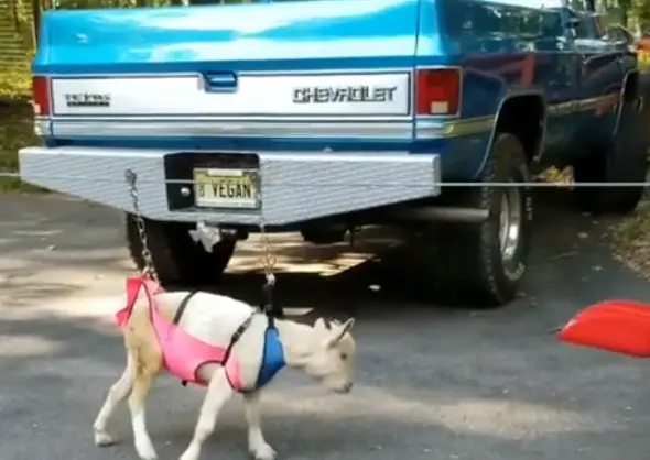 Bode aprende a andar