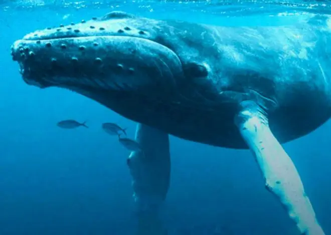 Baleia no oceano