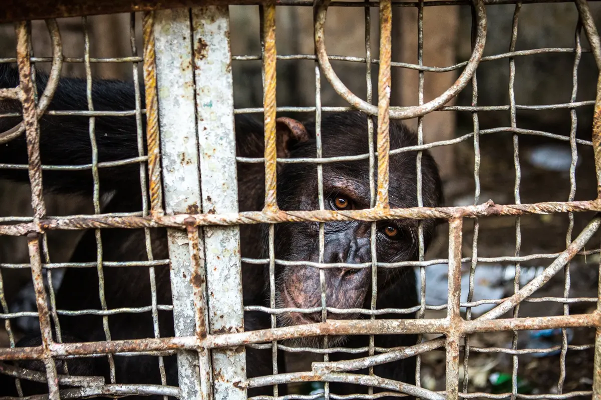 Chimpanzé preso pelo tráfico