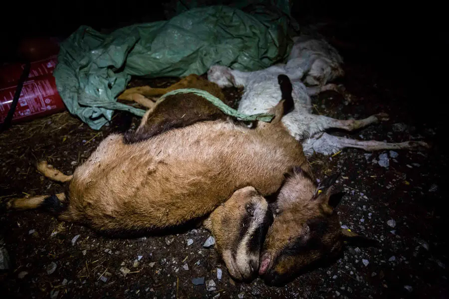 Animais de fazenda orgânica eram negligenciados e descartados como lixo