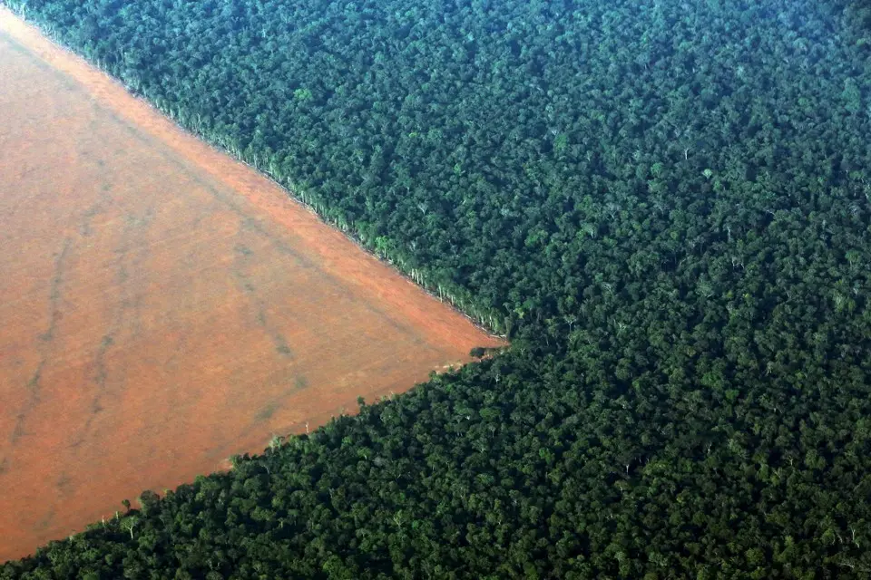 Ilhas verdes nem sempre representam segurança para os animais