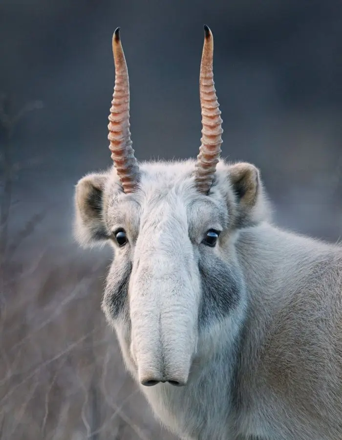 Antílope de Saiga