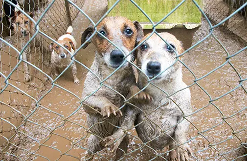 Cães em fábrica de filhotes