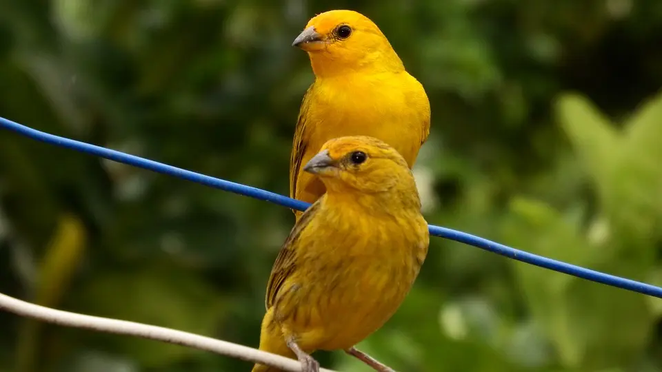 canários-da-terra são animais silvestres traficados