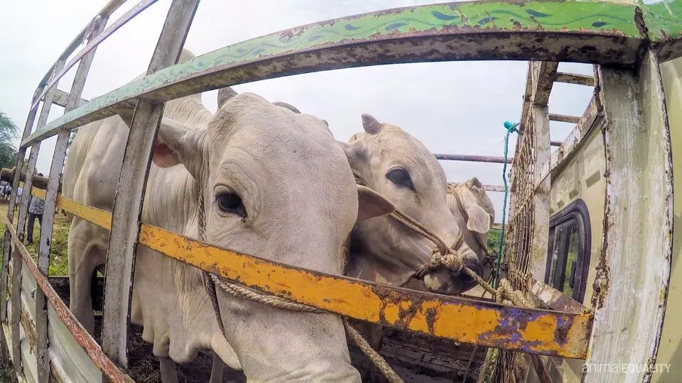 Animais debilitados e exaustos sendo transportados para matadouros