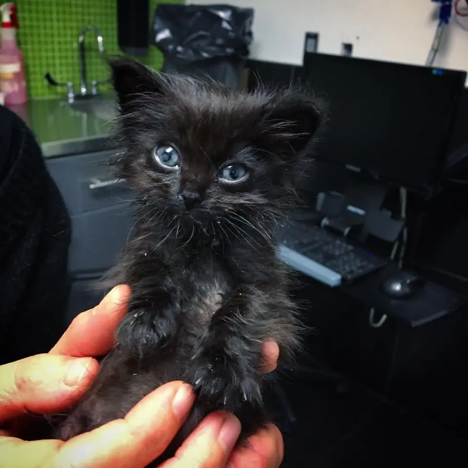 A gatinha anã chamada Kiwi