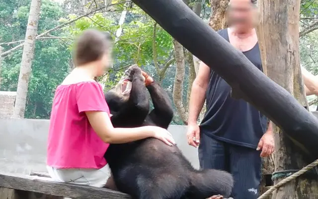 Ursa luta contra exploração