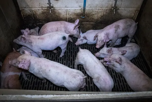 filhotes de porcos com rabos mutilados